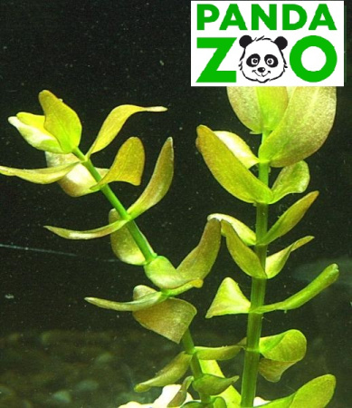 Bacopa caroliniana- Бакопа каролиниана L022