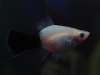 Пецилия панда (Xiphophorus maculatus panda Platy)