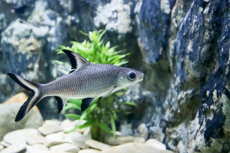 Акулий Балу (Balantiocheilus melanopterus)