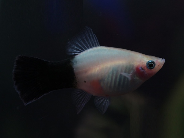 Пецилия панда (Xiphophorus maculatus panda Platy)