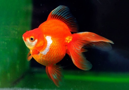 Риукин красный короткохвостый (Goldfish Ryukin red short tail)