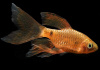 Барбус огненный вуалевый (Barbus conchonius) 5-6см