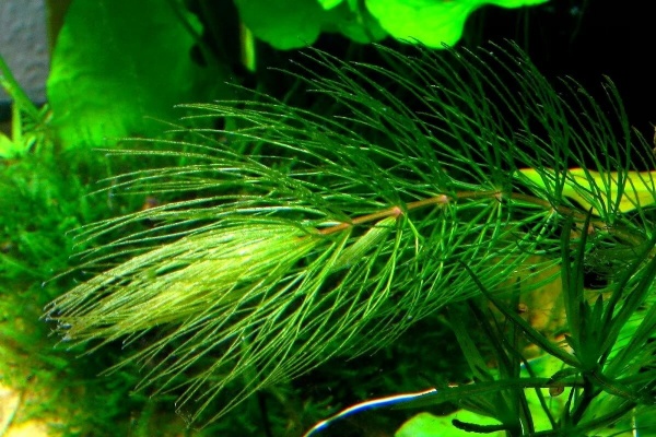 Роголистник (Ceratophyllum)