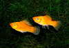 Моллинезия оранжевая парусный (Poecilia velifera orange Molly sailfin)