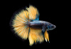 Петушок Супер Дельта Горчичный Газ самец (Betta-splendens-Super-Delta)