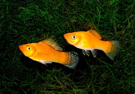 Моллинезия оранжевая парусный (Poecilia velifera orange Molly sailfin)