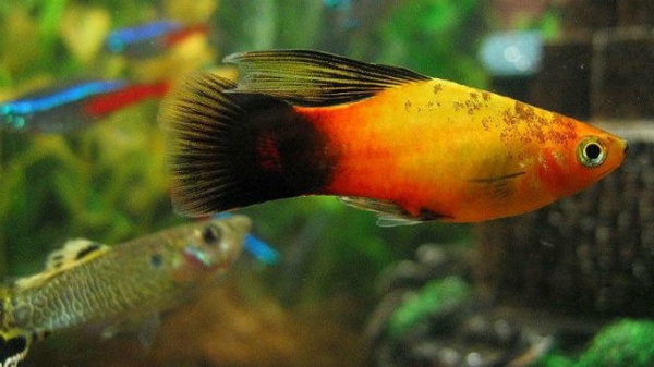 Пецилия золотая чернохвостая  (Xiphophorus maculatus gold blacktail Platy)