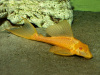 Плекостомус Альбинос (Hypostomus plecostomus) альбинос   4,5-5 см.