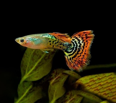 Гуппи Гвоздика (Poecilia Reticulata)