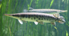 Щука Пятнистый Флоридский Панцирник (Lepisosteus oculatus) 7 м