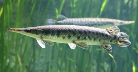 Щука Пятнистый Флоридский Панцирник (Lepisosteus oculatus) 7 м
