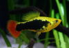 Пецилия Гавайская (Xiphophorus variatus Hawaiian)