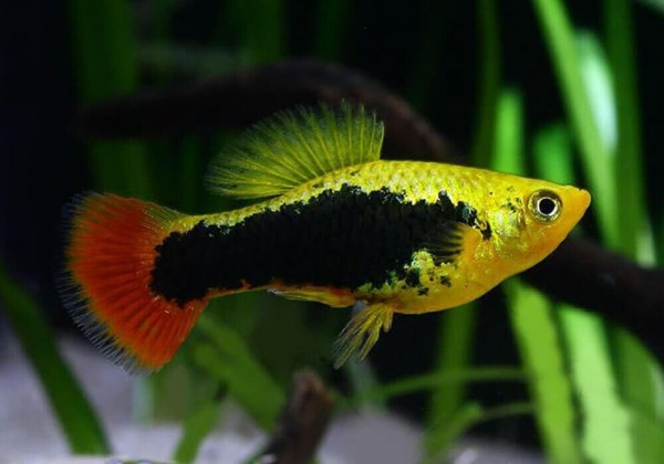 Пецилия Гавайская (Xiphophorus variatus Hawaiian)