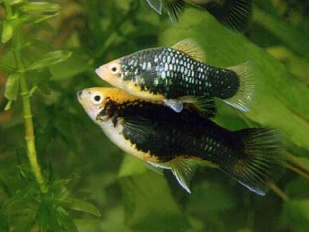 Пецилия черная (Xiphophorus variatus Black Platy)