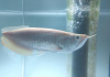 Арована Южноамериканская альбинос (Osteoglossum bicirrhosum albino) 10-12см