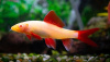 Лабео альбинос (Labeo frenatus albino)