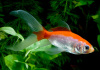 Золотая рыбка Комета красно-белая (Goldfish Comet red-white)