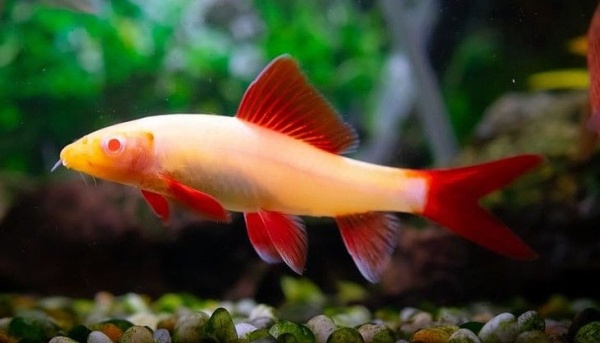 Лабео альбинос (Labeo frenatus albino)