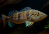 ЦИХЛА АЗУЛ  (Cichla Azul piquiti) 4-4,5 см