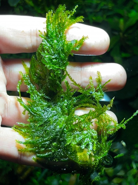 Мох Анчер  (Anchor moos, Taxiphyllum sp.)