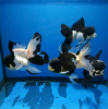 Оранда панда (Goldfish Oranda panda)