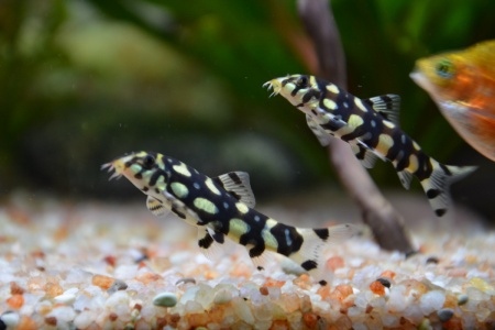 Боция Кубота шахматная (Botia kubotai)