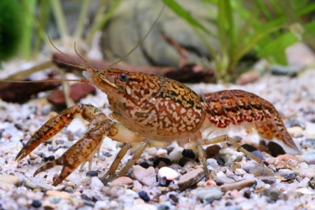 Рак мраморный (Procarambus virginalis)