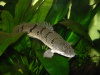 Полиптерус Дельгези (Polypterus delhezi) 5-7 см