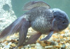 Оранда голубая (Goldfish Oranda blue)