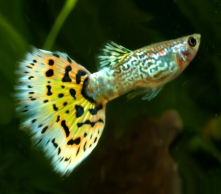 Гуппи ананас кобра (Guppy pineapple cobra)
