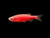 Данио рерио Глофиш красный (Danio rerio glofish)