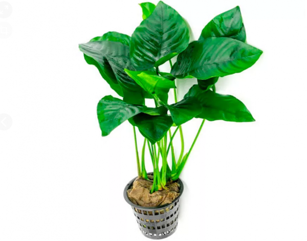 Анубиас Бартера Гигантский (Anubias barteri)