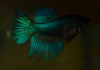 Петушок Коронохвостый зеленый самец (Betta-splendens-crown-tail-green)