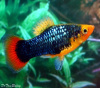 Пецилия черная (Xiphophorus variatus Black Platy)