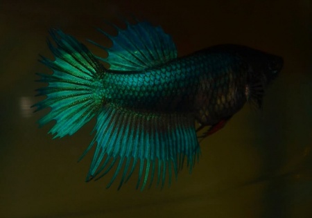 Петушок Коронохвостый зеленый самец (Betta-splendens-crown-tail-green)