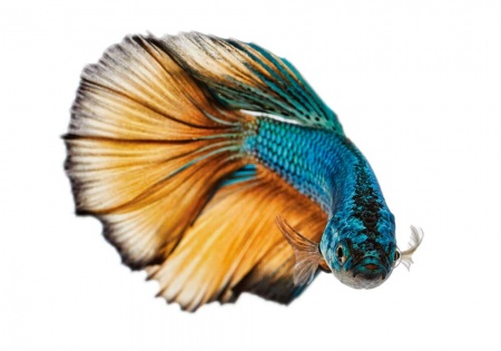 Петушок Халф Мун горчичный газ самец (Betta splendens Halfmoon Mustard Gas)