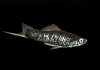 Меченосец Геллера черный (Xiphophorus helleri Black)