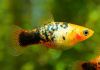 Пецилия золотой ситец (Xiphophorus maculatus gold calico Platy)