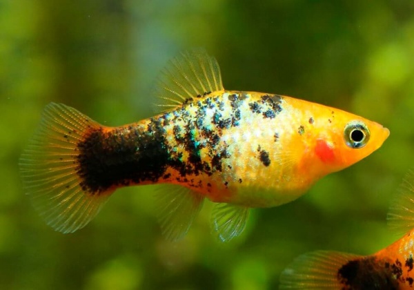 Пецилия золотой ситец (Xiphophorus maculatus gold calico Platy)