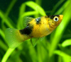 Пецилия пчелка (Xiphophorus maculatus Bumble bee Platy)