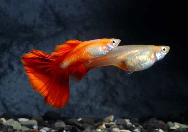 Гуппи красный блондин (Guppy Blond red)
