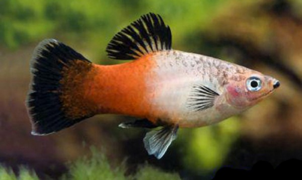 Пецилия триколор (Xiphophorus maculatus Showa Tricolor Platy)