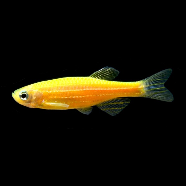 Данио рерио Глофиш оранжевый (Danio rerio glofish)