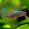 Микрорасбора галактика (Danio margaritatus) 1,1-1,23 см 