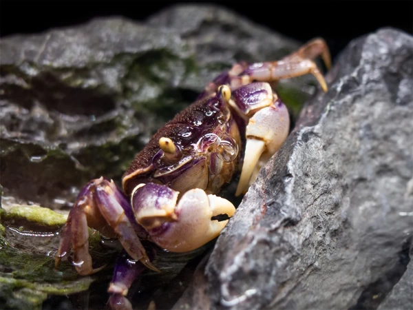 Краб Синий паук (Neosarmatium rotundifrons Blue Spider Crab)