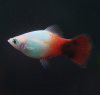 Пецилия красно-белая Микки Маус (Xiphophorus maculatus white-red Mickey Mouse Platy)