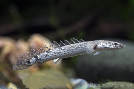 Полиптерус Дельгези (Polypterus delhezi) 5-7 см