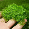 Риччия Флуитанс плавающая (лат. Riccia fluitans L.) Мох 