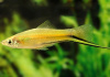 Меченосец Лимонный (Xiphophorus helleri lemon)