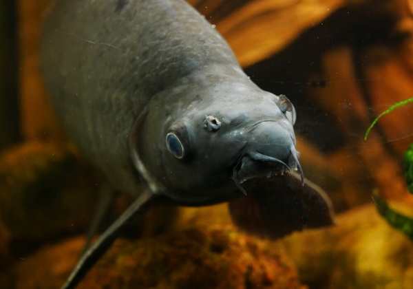 Лабео черный (Morulius chrysophekadion)